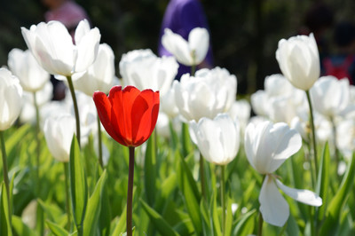 桃源仙谷鬱金香, 角板山尋梅