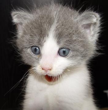 Смешные картинки про котов до слез (16 фото)